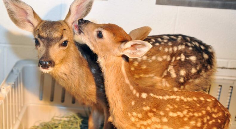 Two fawns under the care of WSU's exotic staff.
