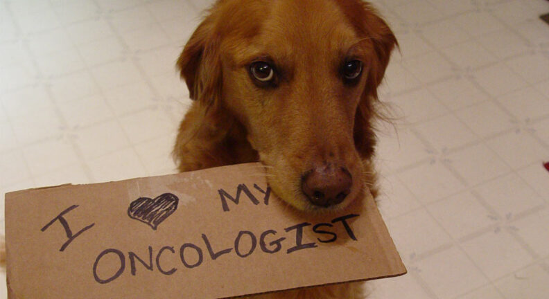 Golden retriever holding a cardboard sign in its mouth that reads, "I love my oncologist".