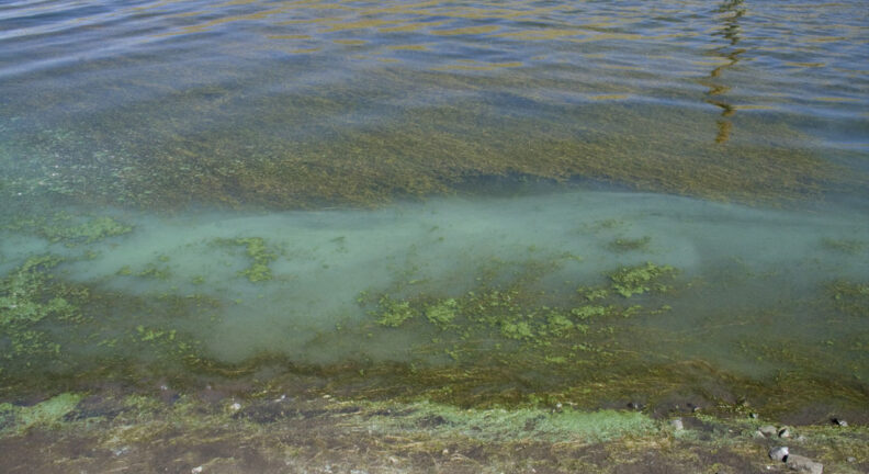 Blue green algae never the shore.