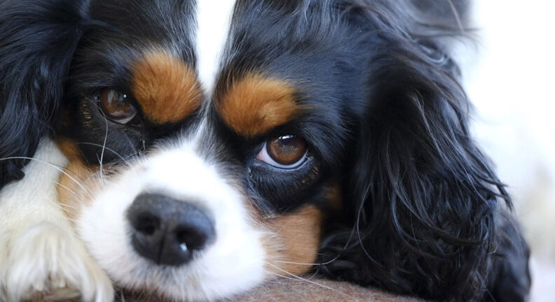 Close-up image of spaniel's face