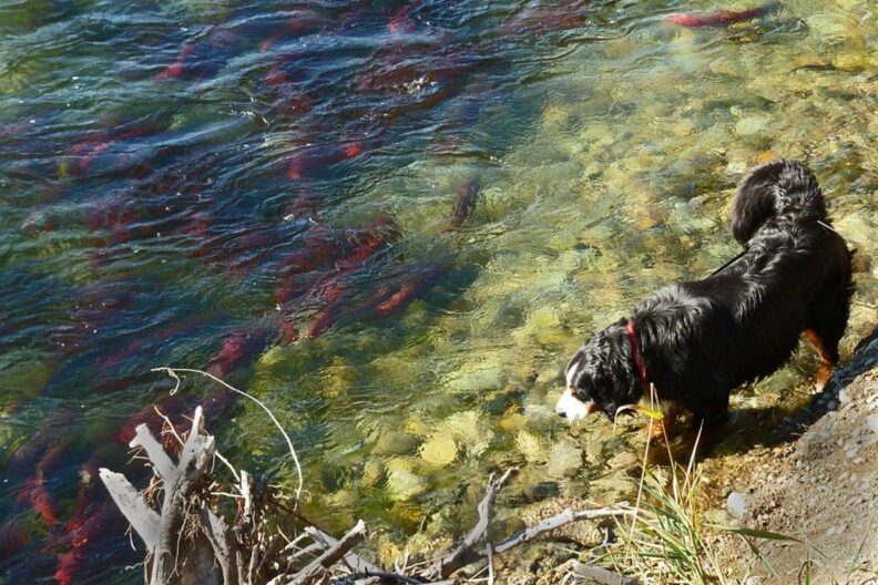 Burmese Mountain Dog at the edge of a river full of Sockeye Salmon.