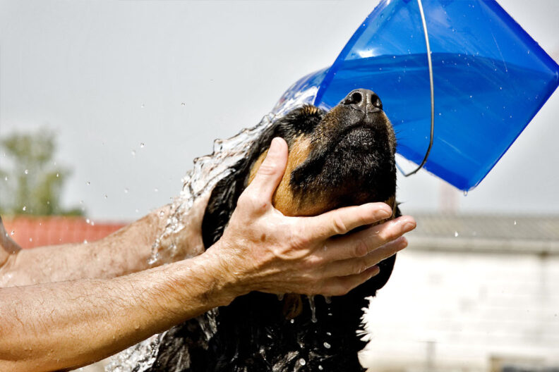 Rottweiler getting rinsed off.