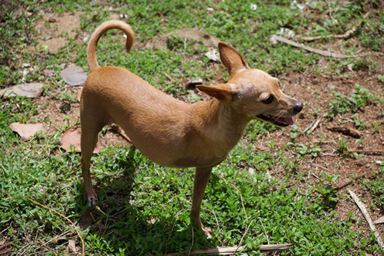 Three-legged happy dog outside in the grass.