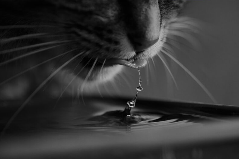 Black and white close up image of a cat drinking water.