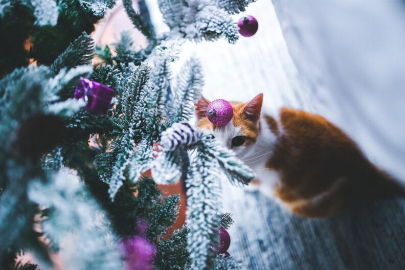 Cat holiday hazard - Holiday health hazards for pets | Veterinary Teaching Hospital ...