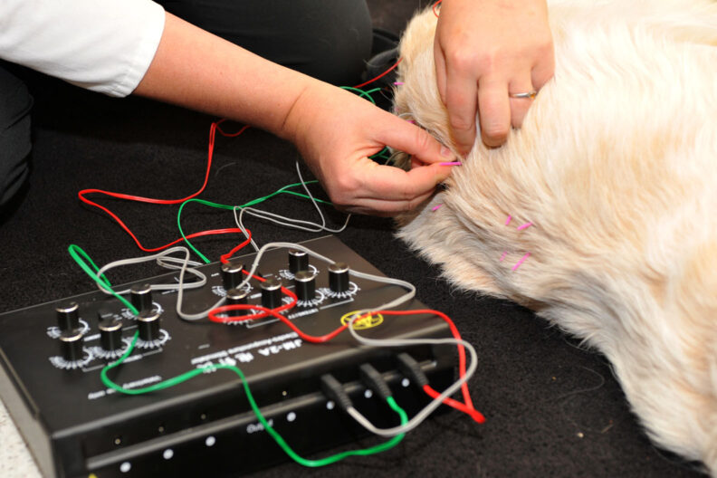 Golden retriever being prepped for acupuncture therapy.