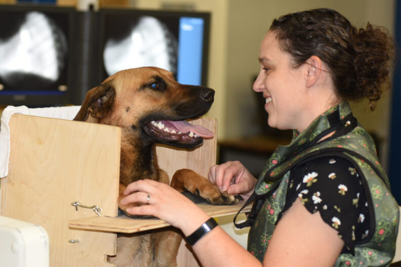 Dr. Jillian Haines loves on Kona before her swallow exam at the WSU Veterinary Teaching Hospital.