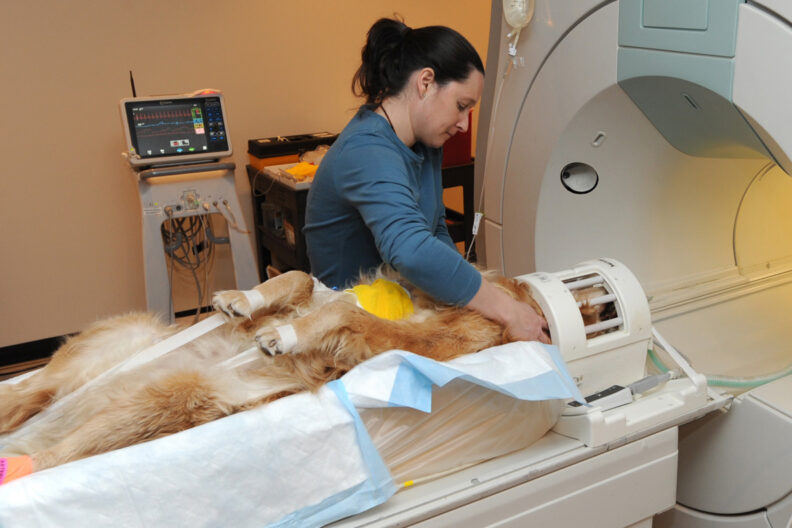 Dog just about to have an MRI.