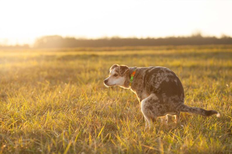 Dog pooping in field.