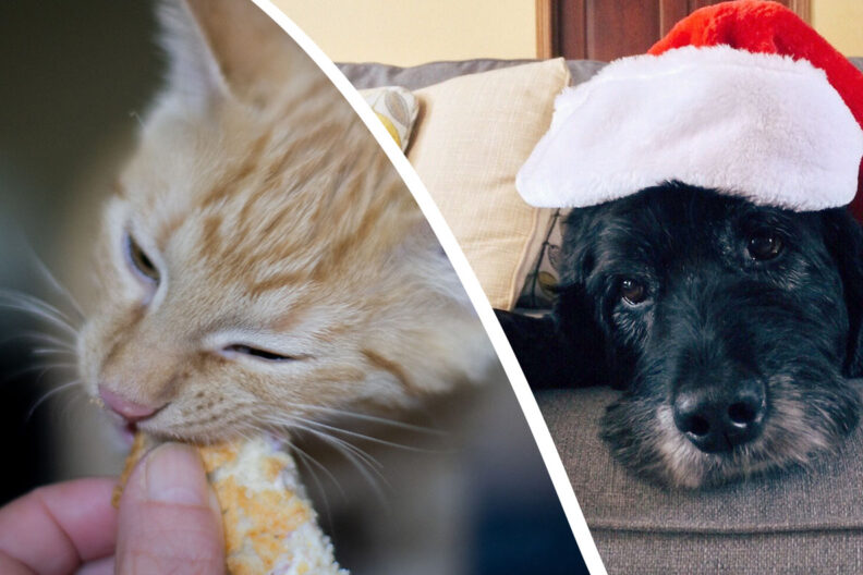 Close up image of kitten eating out of a person's hand, and black senior dog wearing santa hat while laying on a couch.