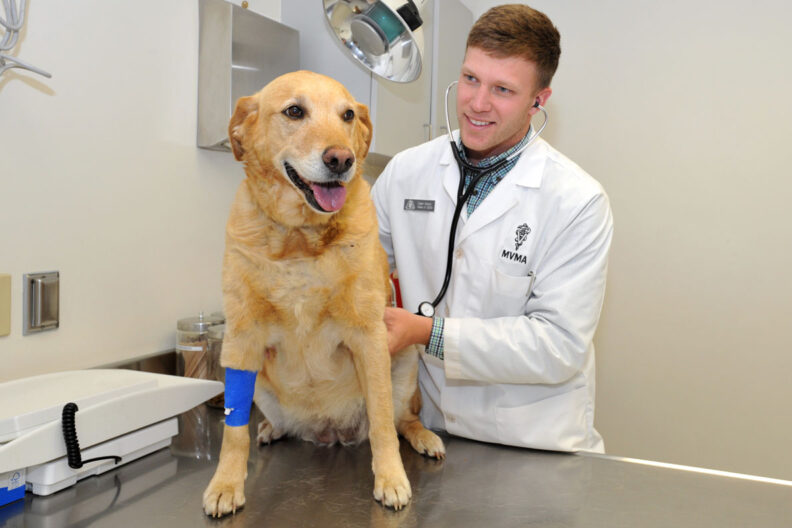 DVM student Dalen Wood with dog in exam room at the Veterinary Teaching Hospital.