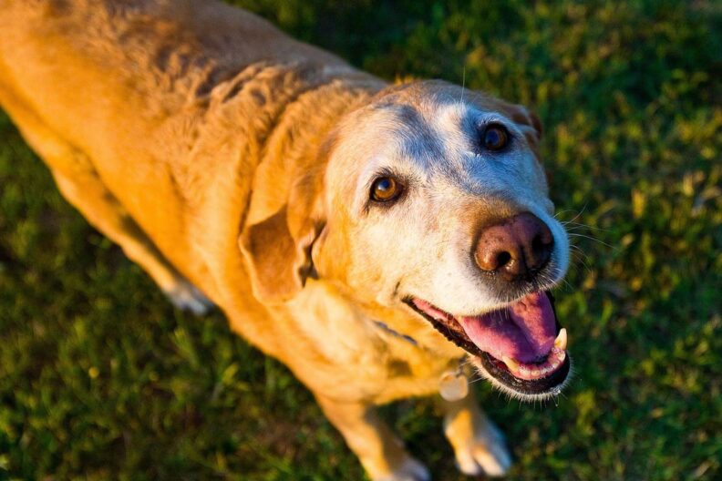 Senior Golden Labrador looking up at the camera.