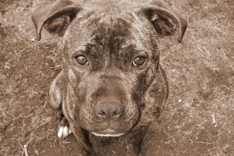 Sepia image of brindle pitbull mix.