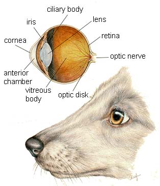 Artist drawing of a dog's eye and face.