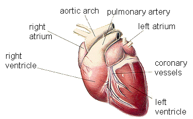 Artist drawing of the outside of a dog heart with labels for the atriums, ventricles, aortic arch, pulmonary artery, and coronary vessels.