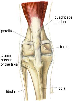 Artist drawing of a knee (stifle) illustrating how the quadriceps tendon attaches. All major parts are labeled.