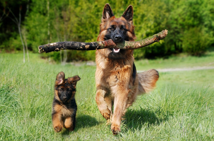 Adult and puppy shepherd mix dogs running together. The adult dog has a large stick in it's mouth.