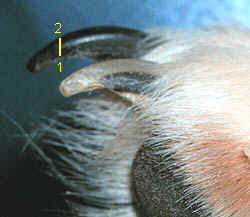 Close of dog's nails with a line indicating how much of the nail should be removed when trimming.