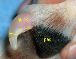 Very close up image showing the quick in the nail, and the dog's pad for that toe.