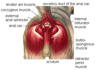 Artist's drawing of the dog's hind end, pointing out the levator ani muscle, coccygeus muscle, external anal sphincter, anal sac, excetory duct of the anal sac, internal obturator muscle, bulbo-spongiosus muscle, the retractor penis muscle, and the scrotum.