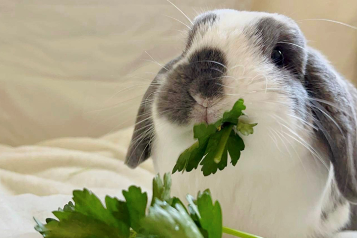 Lola eating Italian Parsley.