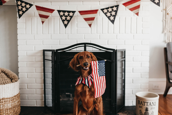 Irish Setter with an American flag in it's mouth and in a home with Independence Day decorations.