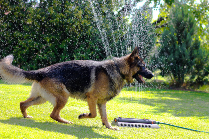 German Shephard running through a sprinkler in the summer.