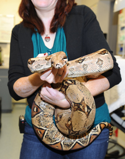 Dr. Finch holding a Red-Tailed Python.