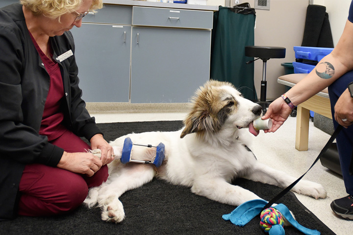 Lori Lutskas, left, a physical rehab technician with the College of Veterinary Medicine's Integrative Medicine and Rehabilitation department, treats Pasta, a great Pyrenees mix puppy at the Veterinary Teaching Hospital as Marisa Nishimura, right, a technical assistant, helps keep the young dog calm with some treats. (Photo by Ted S. Warren)