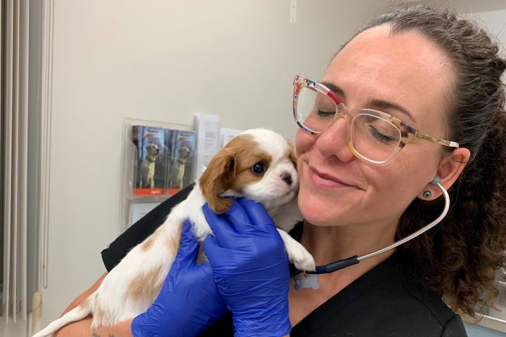 Dr. Michela Ciccarelli holds a Cavalier King Charles puppy during an examination.