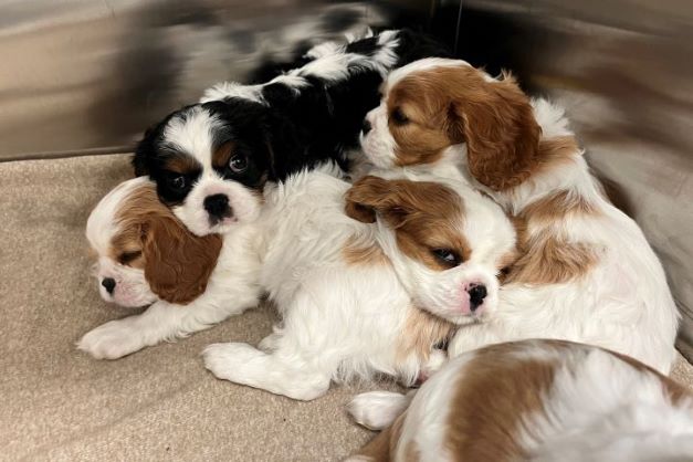 Four of the six puppies, snuggling as they nap.