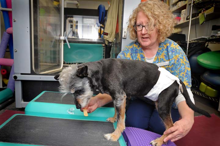 Lori working with a dog.