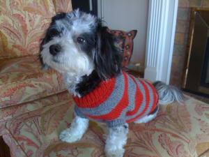 Patch wearing a Coug sweater.