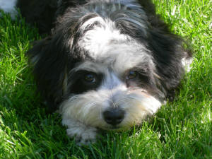 Patch laying in the green grass.
