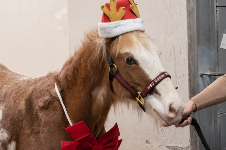 Kregger wearing a santa hat and a big red bow around his neck.