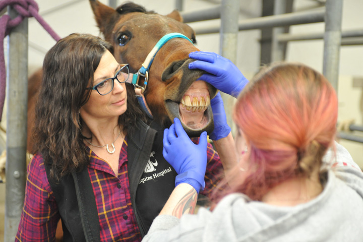 Dr. Teri Olson holding a horse so that a student can view the horses teach and mouth.