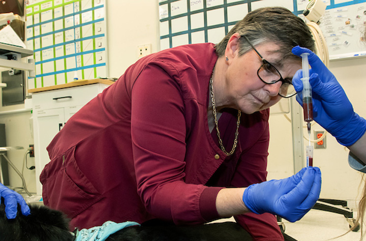 Shelley Ensign getting a blood sample.