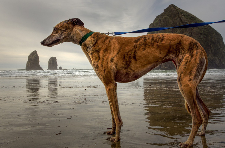 Racing dog on the Oregon Coast. Image by Hardebeck Media from Pixabay