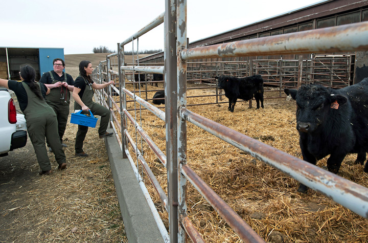 Mobile team preparing to enter corral with cattle.