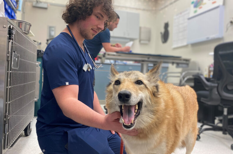 Fourth-year veterinary student Parker Cendejas waits with Yukon during a post-surgery follow-up appointment at the Veterinary Teaching Hospital.
