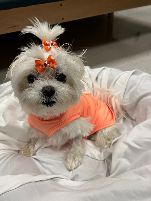 Millie with 2 bows in her hair and matching jacket.