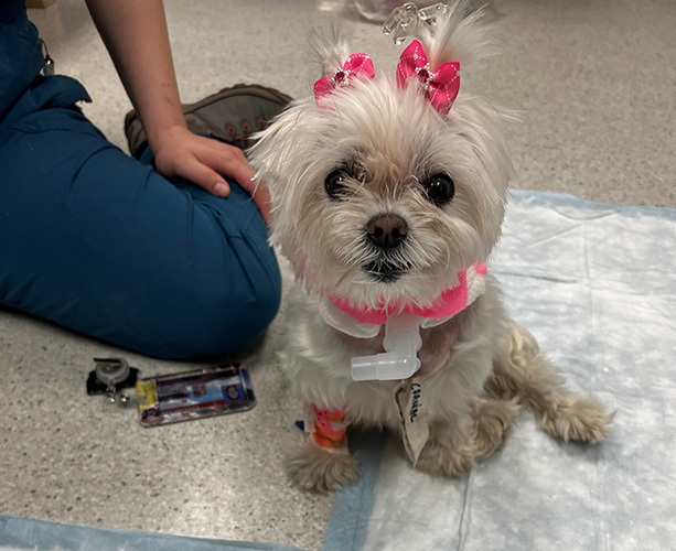 Millie with a bandage on her right leg that matches the bows in her hair.