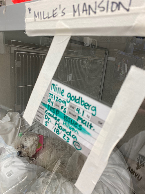 Close up photo of the sign on Millie's bed in the Teaching Hospital.