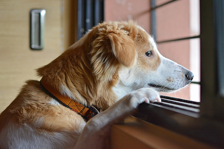 Dog looking out the window.