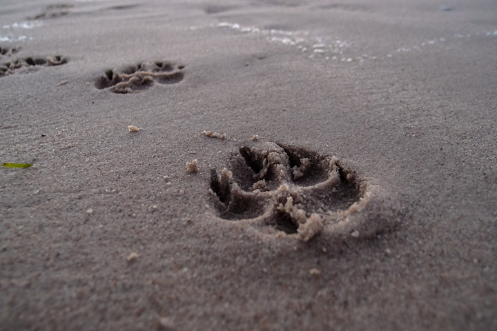 Dog footprints in the sand.