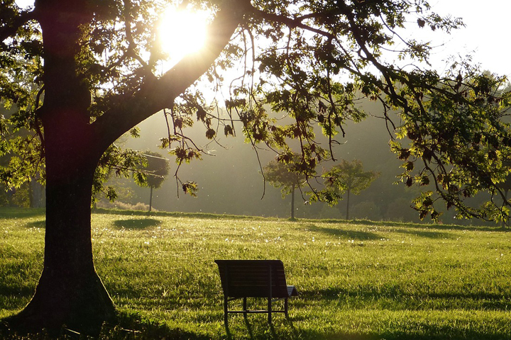 Empty park bench under a large tree on a summer afternoon.