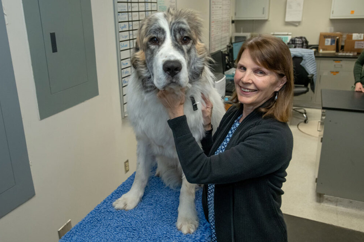 Jane Wardrop with Tater, a Pyrenees mix blood donor dog in Pullman.