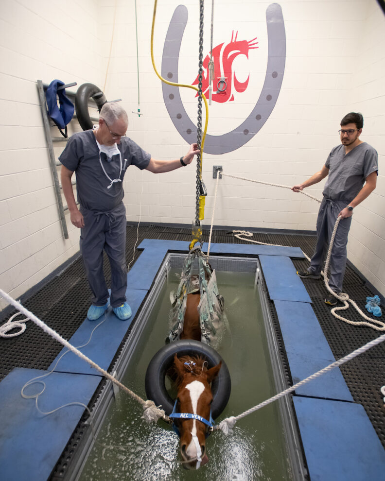 Horse in therapy pool