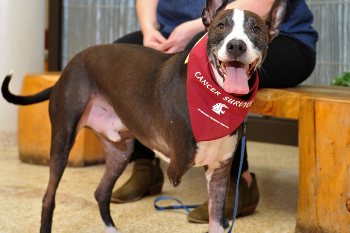 Oakley, a 3-legged, mixed-breed rescue from Central America.