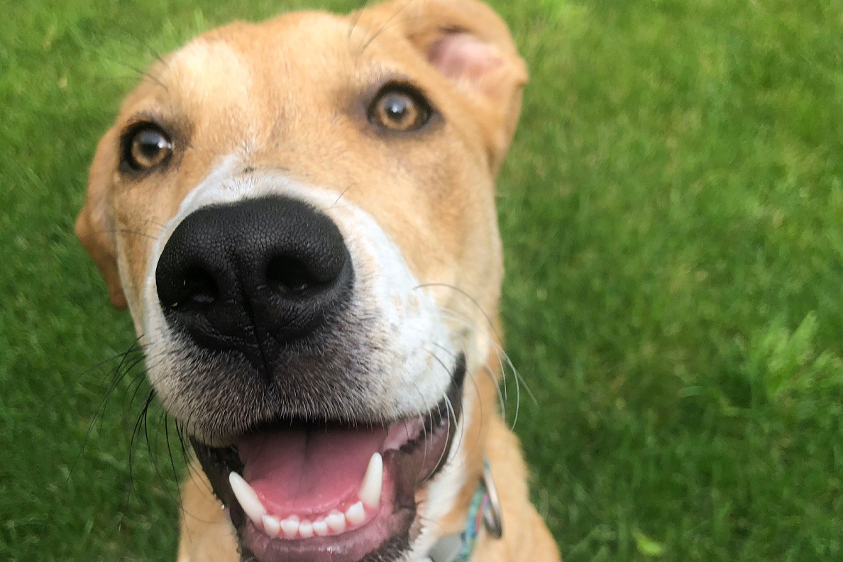 Close up image of young pup, Holli.